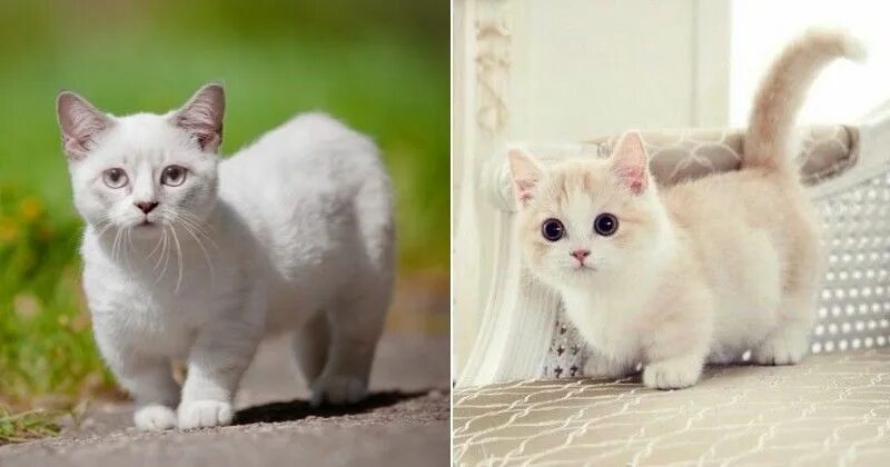 Карликовая кошка фото и цена 20 adorables raisons d’adopter un Munchkin, le chat qui reste "bébé" toute sa vi