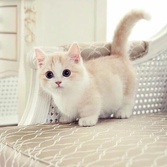 Карликовая кошка фото и цена Pin en Chats Razas de gatos, Gato munchkin, Gatos bonitos