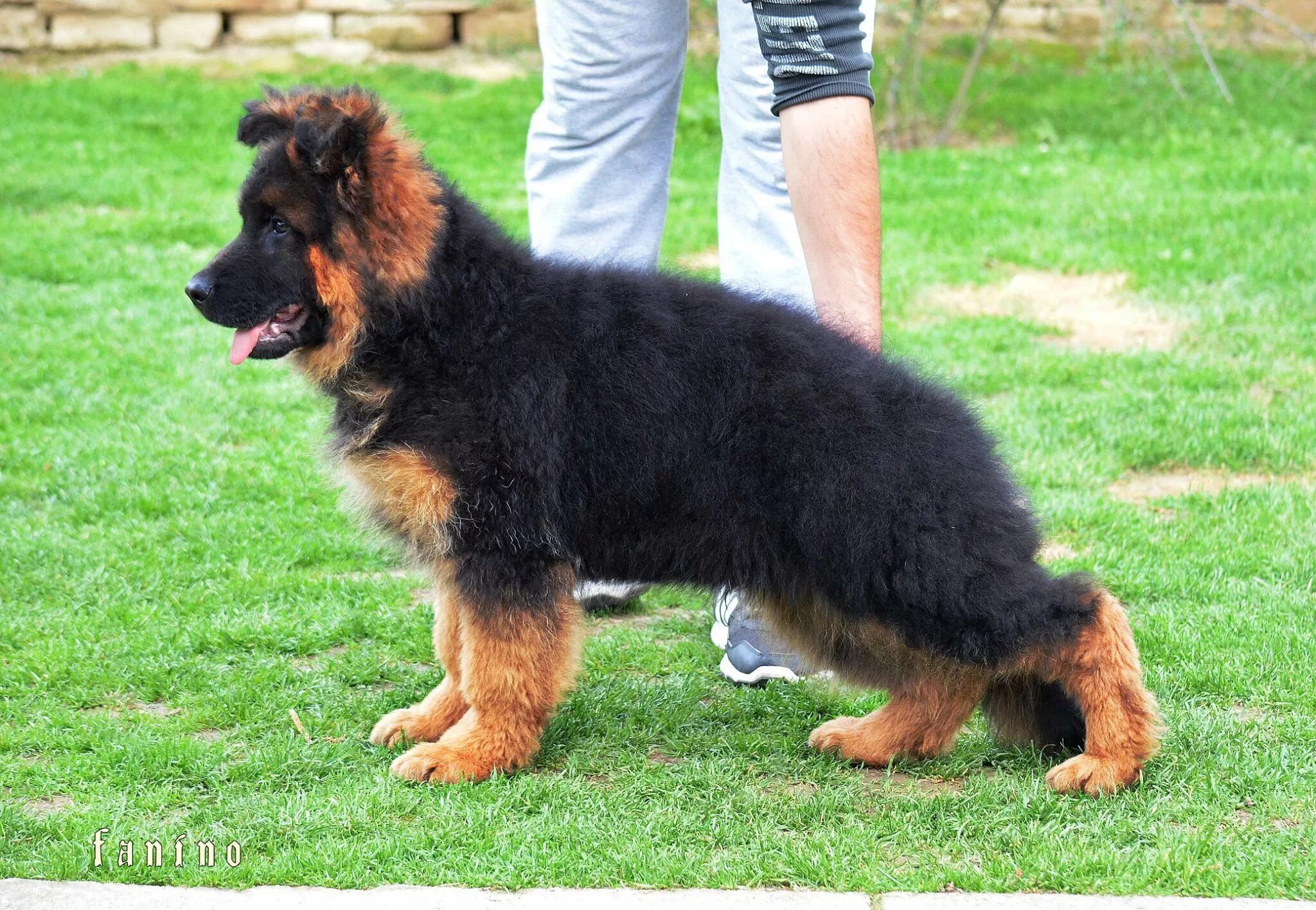 Карликовая немецкая овчарка фото German Shepherd Long Stock Hair on Lush Green Field