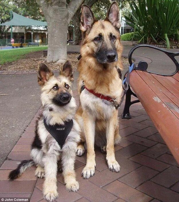 Карликовая немецкая овчарка фото 12 Things You Didn't Know About Mini German Shepherds Miniature german shepherd,