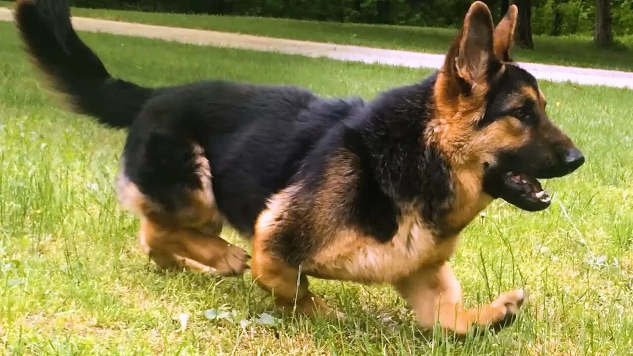 Карликовая немецкая овчарка фото Dwarf Dog MikeyGus Will Melt Your Heart - YouTube