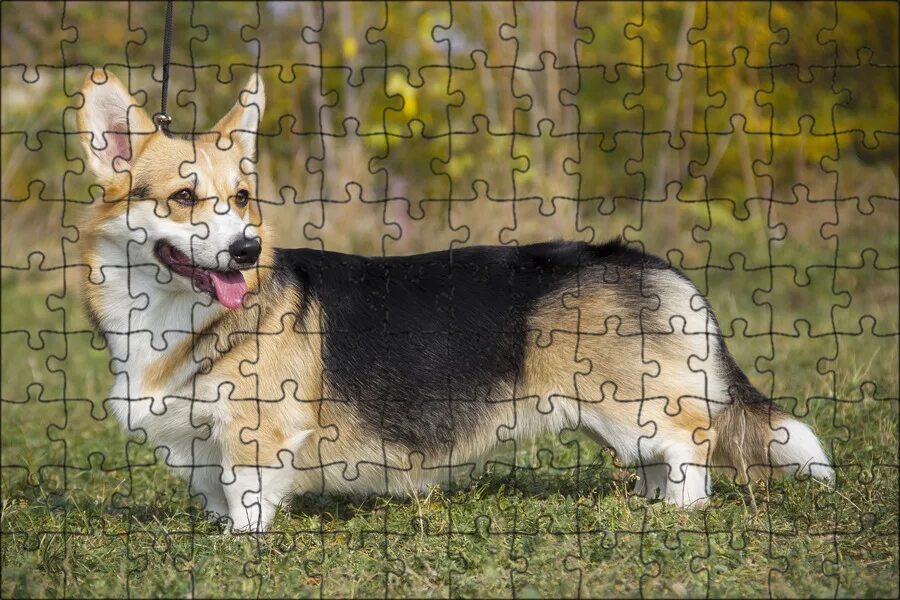 Карликовая овчарка фото Магнитный пазл 27x18см."Welsh corgi pembroke, корги, овчарка" на холодильник - к