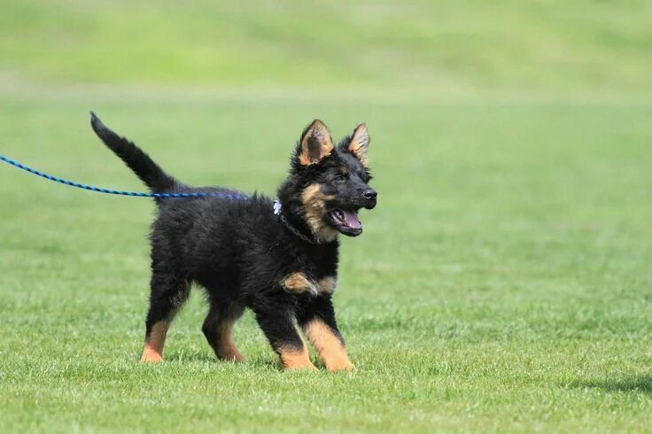 Карликовая овчарка фото This little sweetie is a Chodsky pes (Bohemian shepherd). The breed is native to