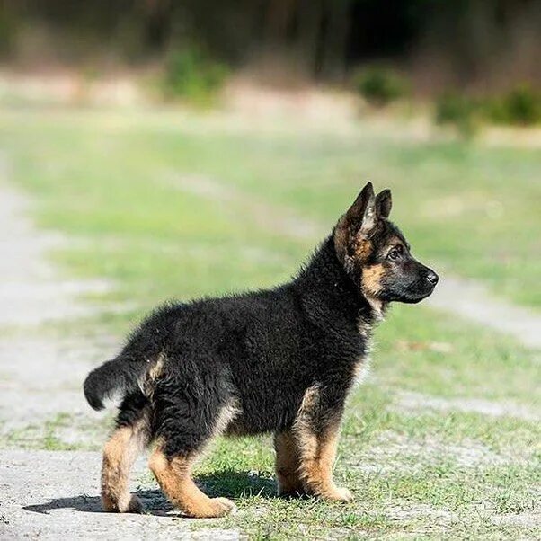 Карликовая овчарка фото German Shepherd Puppy German shepherd dogs, Dog breeds, Gsd puppies