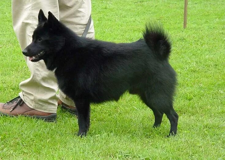 Карликовая овчарка фото Pin van amy johnson op Schipperkes, Dobermans & friends - Honden en Hondenrassen