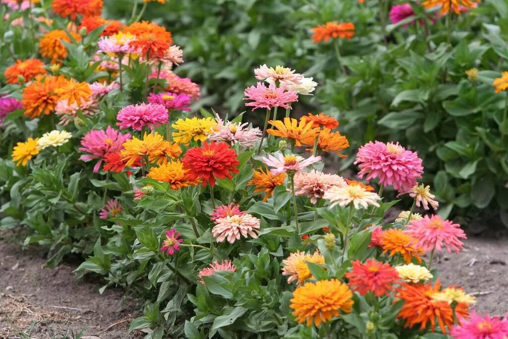 Карликовая циния фото цветов на клумбе How to Start a Cutting Garden