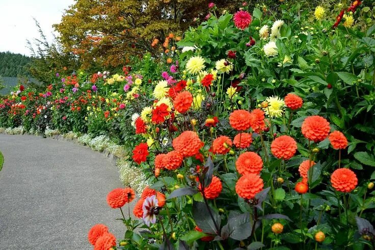 Карликовая циния фото цветов на клумбе Pin by Jewlz Cee on Secret Garden Garden, Plants