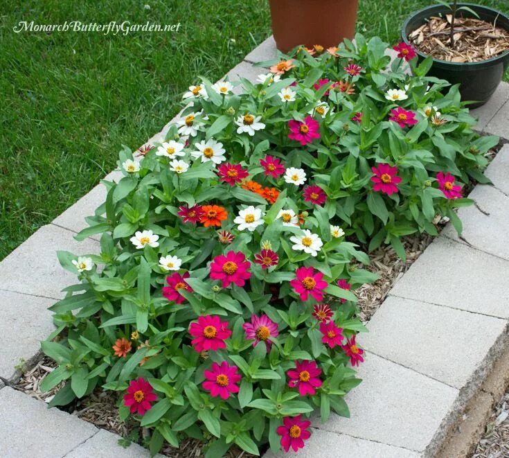 Карликовая циния фото цветов на клумбе Butterfly Plants List: Butterfly Flowers And Host Plant Ideas Butterfly garden p