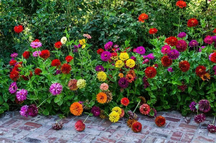 Карликовая циния фото цветов на клумбе Love the way these border planted Zinnias look Zinnias, Zinnia Elegans and Cut F
