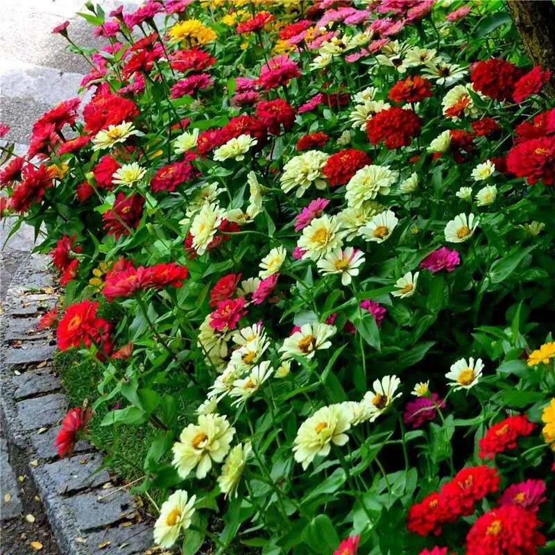 Карликовая циния фото цветов на клумбе Source Harga Pabrik Bunga Gerbera Benih Bunga Liar Benih Lily Biji Bunga on m.al