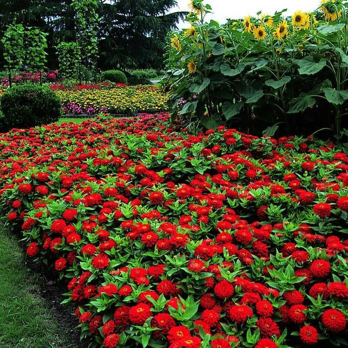 Карликовая циния фото цветов на клумбе Zinnia, Dreamland ™ Red Hybrid, Zinnias: Horticultural Products & Services