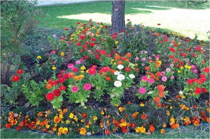 Карликовая циния фото цветов на клумбе Pet Safe Flowers Based on Sunlight