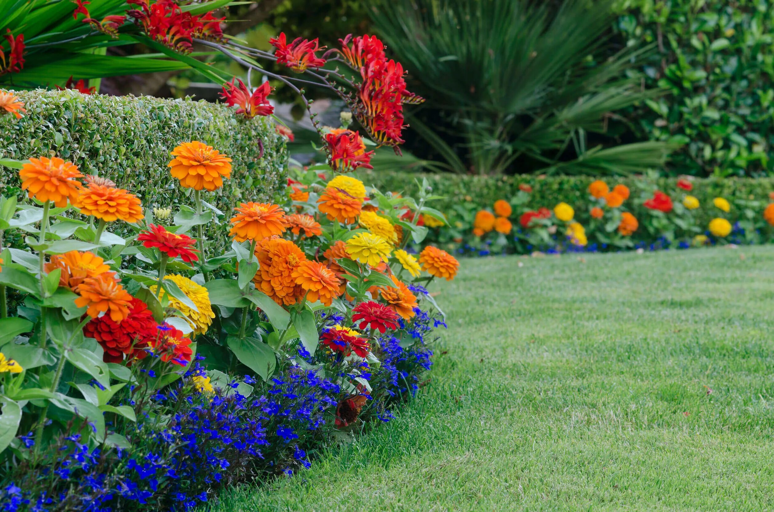 Карликовая циния фото цветов на клумбе Top 5 Garden Design Ideas for Summer