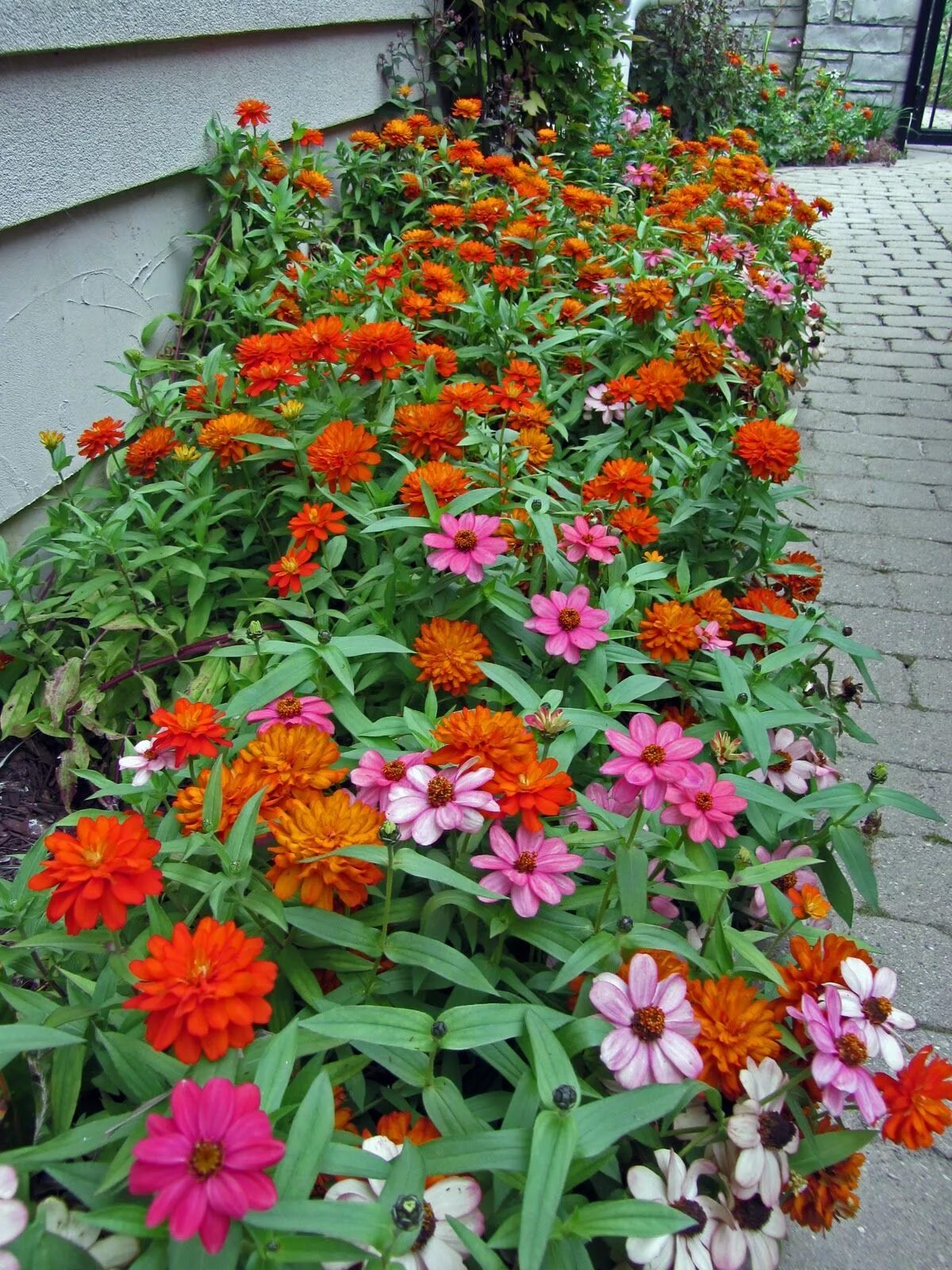 Карликовая циния фото цветов на клумбе All At once! Spring garden flowers, Backyard flowers, Front yard flowers