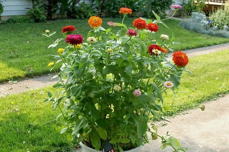 Карликовая циния фото цветов на клумбе Pin on Zinnia's