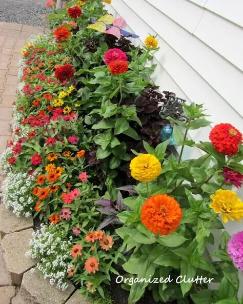 Карликовая циния фото цветов на клумбе 10 популярных идей на тему "annual flower beds design" для вдохновения