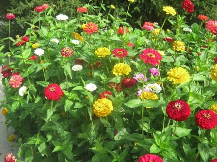 Карликовая циния фото цветов на клумбе Zinnia, California Giant Zinnia garden, Plants, Flower garden