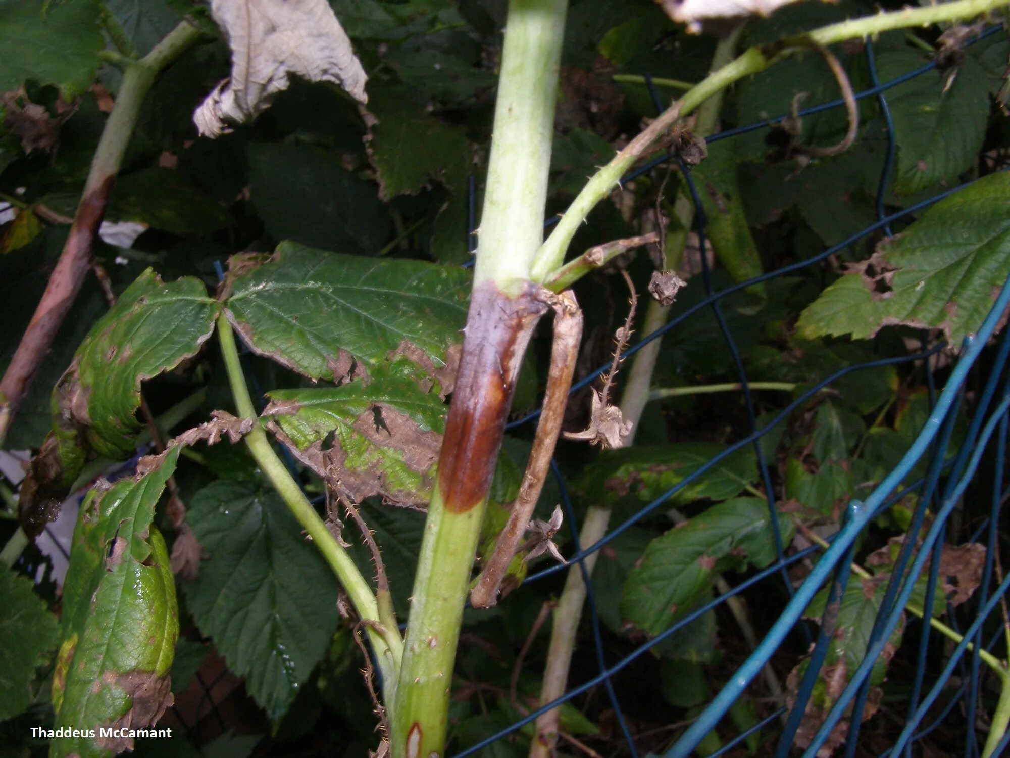 Карликовость малины фото и их лечение Fruit: Raspberry IPM - Spur Blight Center for Agriculture, Food, and the Environ