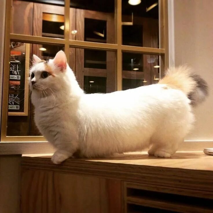 Карликовые кошки фото 21 Reasons Why Munchkin Cats Are Too Pure For This World Munchkin cat, Munchkin 