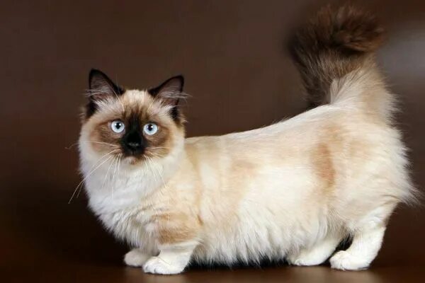 Карликовые кошки фото Munchkin Cat Cat aesthetic, Munchkin cat, Animated animals