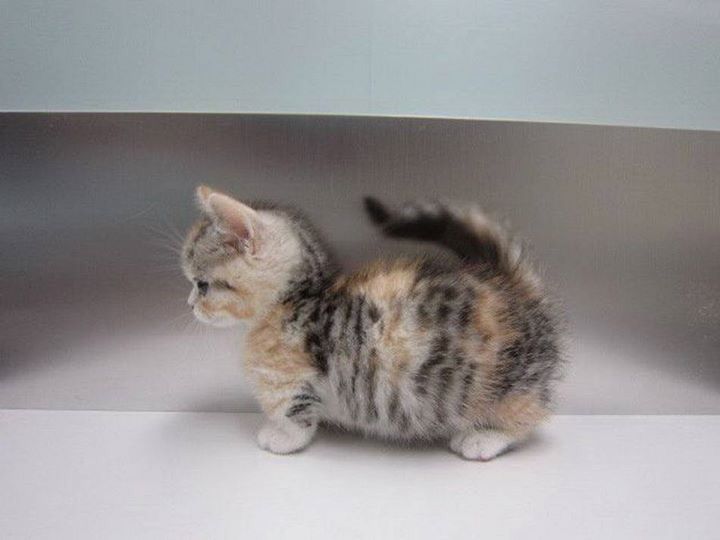 Карликовые кошки фото ❤ ️❤ ️❤ Munchkin kitten, Kittens cutest, Munchkin cat