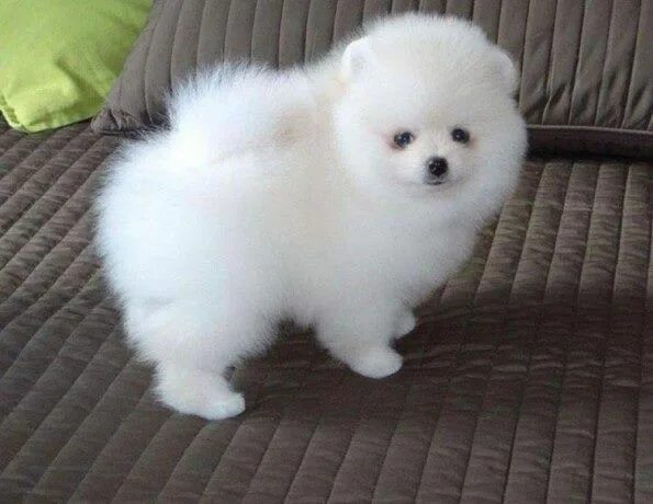 Карликовые щенки фото цена Pin en Pomeranian puppy