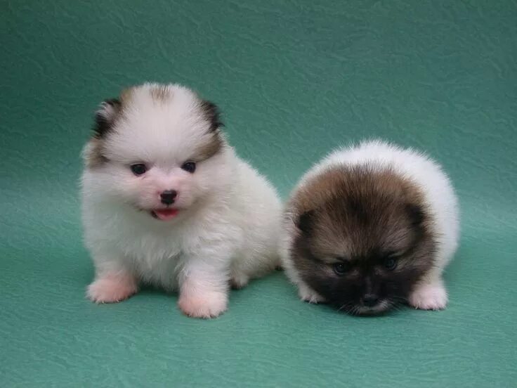 Карликовые щенки фото цена Nice Pomeranian Puppies for Adoption in Aberdeen