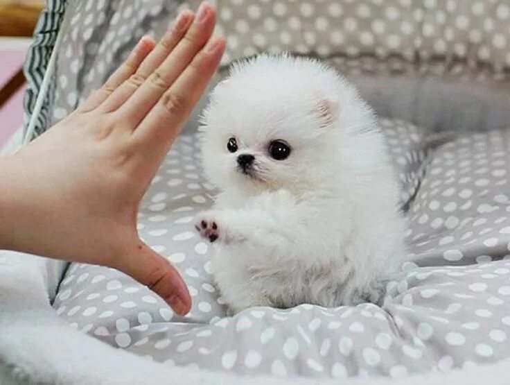 Карликовые щенки фото цена 1,00 € - Regalo Pomerania para Adopcion - Adorable princesa, hielo blanco de Pom