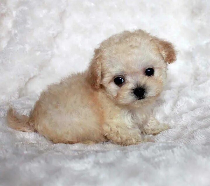 Карликовые щенки фото цена MICRO Teacup Maltipoo Puppy "Beatrice" For sale California - iHeartTeacups