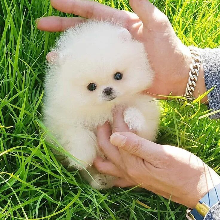 Карликовые щенки фото цена Adorable light cream color micro teacup pomeranian boy SNOW ... Adorable light c