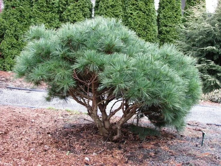 Карликовые сосны сорта описание фото Pinus strobus 'Horsford' photo IMG_2225.jpg (With images)