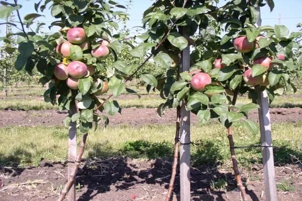 Карликовые яблони фото ✅ Dwarf apple trees: a list of varieties with a description, planting and care, 