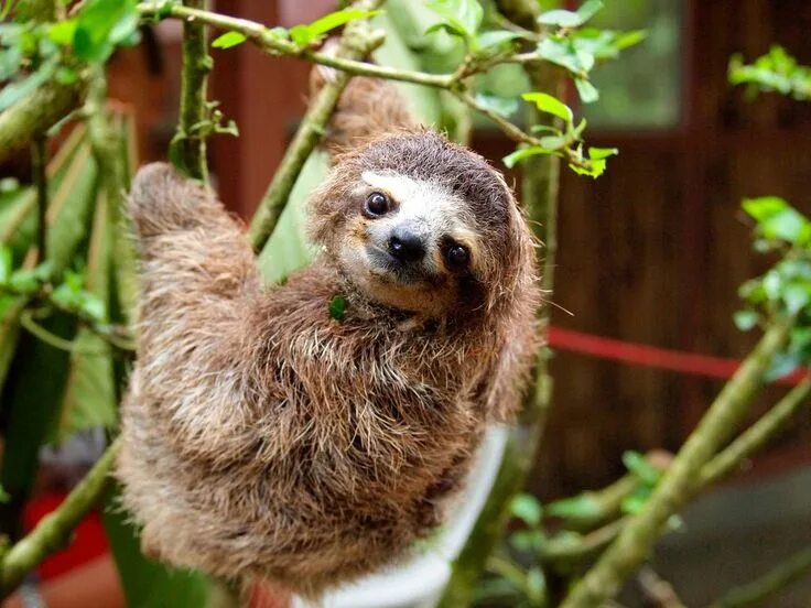 Карликовый ленивец красная книга фото Pin on Sloths