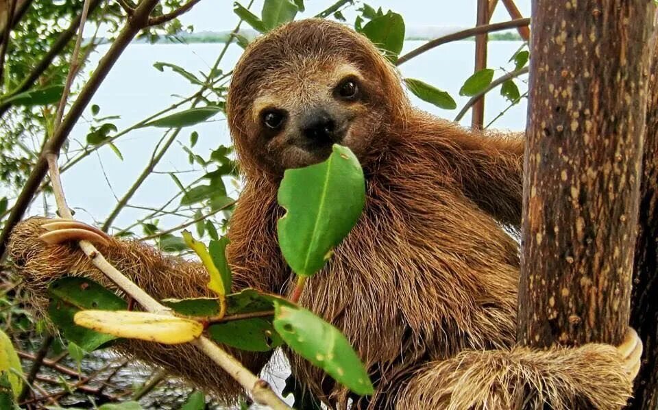 Карликовый ленивец красная книга фото Pin on Cute sloth