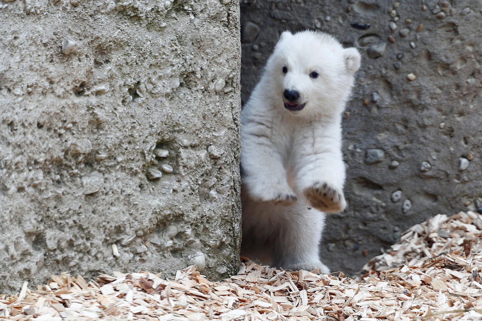 Карликовый медведь фото Polar bear cub takes adorable first steps at zoo