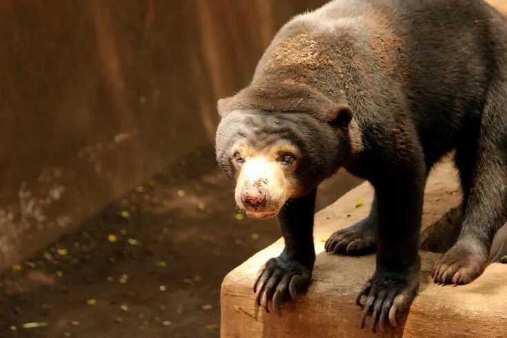 Карликовый медведь фото Malayan Sun Bear Helarctos malayanus in a zoo Wildlife animals, Malayan sun bear