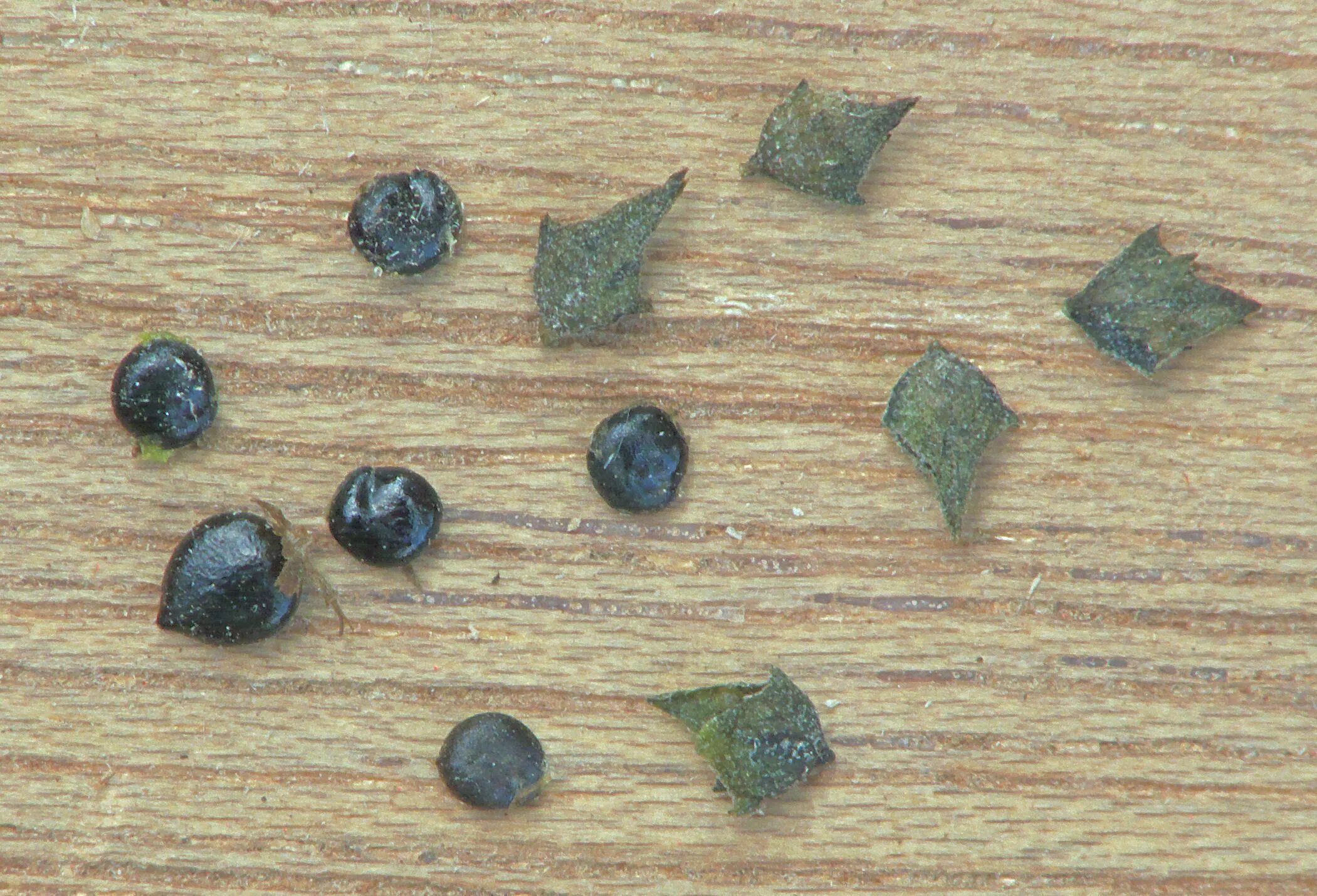 Карлык семена фото File:Atriplex patula fruits and seeds, uitstaande melde vruchten en zaden.jpg - 