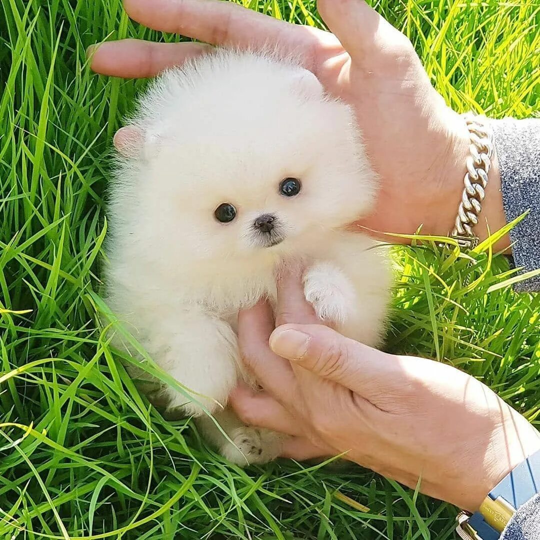 Карманный щенок фото Adorable light cream color micro teacup pomeranian boy SNOW ... Adorable light c