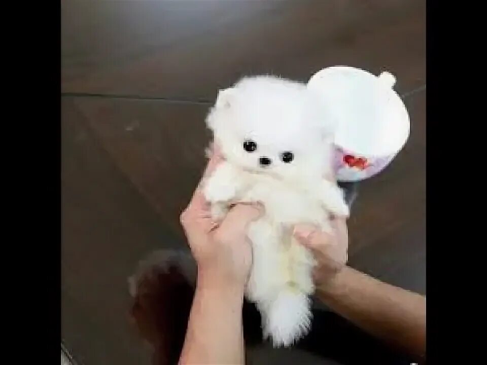 Карманный щенок фото animais fofos de estimação - Animais engraçados e bebês Cães e gatos engraçados 