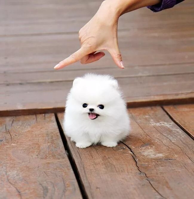 Карманный щенок фото Yes, this exists Cute animals, Baby animals, Cute teacup puppies