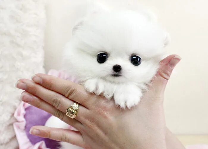 Карманный щенок фото teacup puppies Boutique Teacup Puppies Most Beautiful Teacup Puppies! Cute puppi