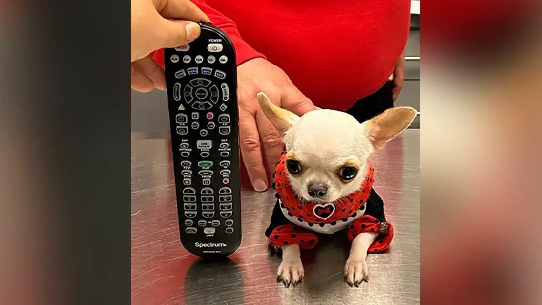 Карманный щенок фото Meet pocket-sized Pearl, the world’s shortest dog CNN