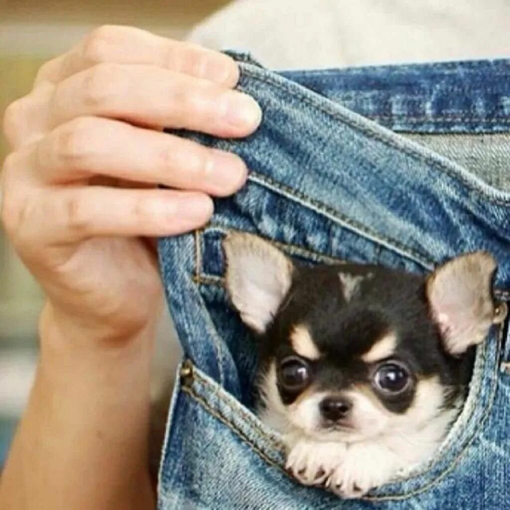 Карманный щенок фото Pin by Cristina Sánchez on Perros Cute baby animals, Puppies, Chihuahua