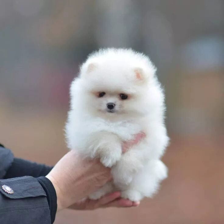 Карманный щенок фото @starpomeranians Eduquer votre chien, éducation positive, Spitz nain, labrador, 