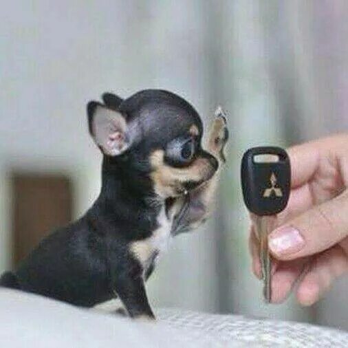 Карманный щенок фото Pin by Verena on Puppies Teacup chihuahua puppies, Cute baby animals, Cute anima
