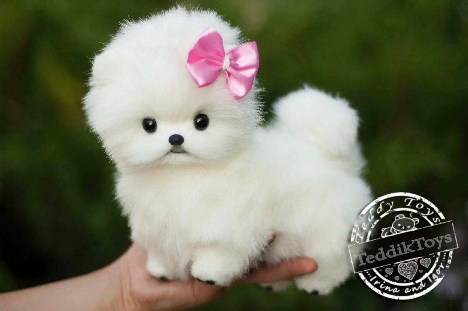 Карманный щенок фото Puppy Spitz Mimi made to order teddy dog little Spitz Etsy Cute dogs, puppies, C