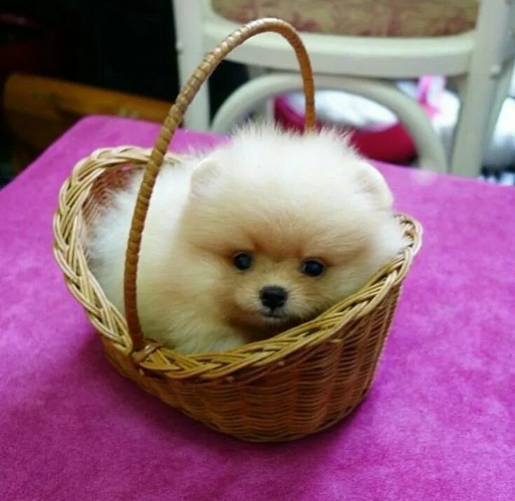 Карманный щенок фото Самая маленькая собачка карманная (31 фото) Pomeranian puppy, Cute animal pictur
