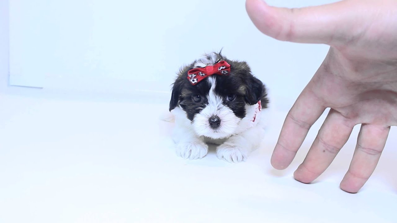 Карманный щенок фото Precious Female Teacup Yorkie Poo Puppy By PuppyHeaven.com - YouTube