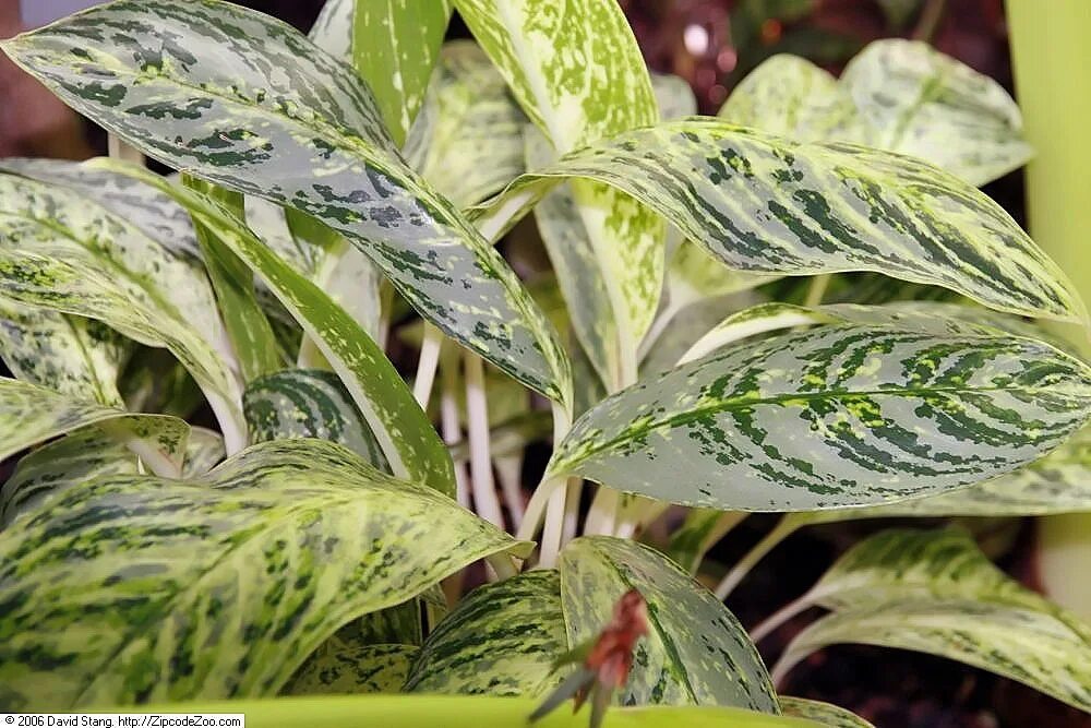 Карнавал аглаонема фото File:Aglaonema Brilliant 1zz.jpg - Wikimedia Commons