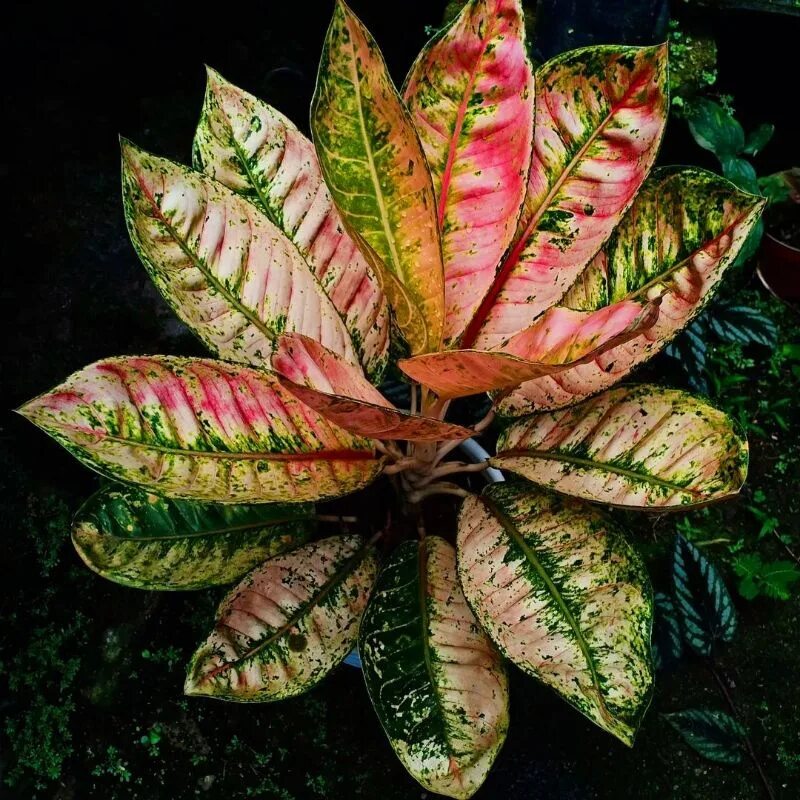 Карнавал аглаонема фото Harga Aglaonema Merah Terbaru Februari 2024 BigGo Indonesia